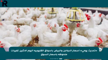 «تحديث يومي» أسعار الدواجن والبيض بأسواق القليوبية اليوم الإثنين تغيرات ملحوظة بأسعار السوق